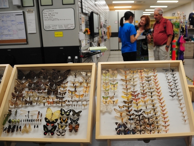 Butterflies are a popular attraction at the Bohart Museum of Entomology. (Photo by Kathy Keatley Garvey)