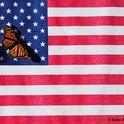 A monarch on the American flag. (Photo by Kathy Keatley Garvey)
