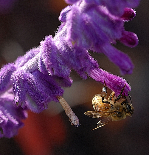 HONEY BEE nectaring salvia. This one is Salvia leucantha or 