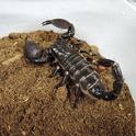 Scorpions are often difficult to find without the aid of ultraviolet light. (Photo byKathy Keatley Garvey)