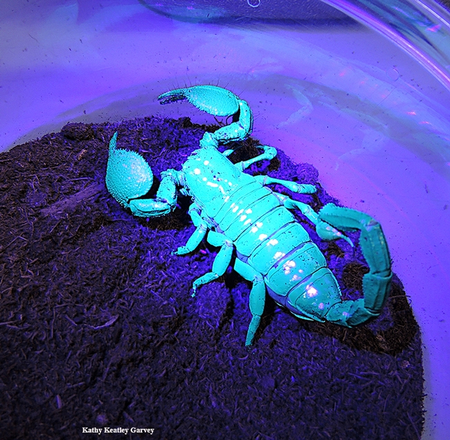 Scorpions fluoresce under ultraviolet light. (Photo by Kathy Keatley Garvey)