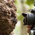 Natural history photographer Clay Bolt photographs Wallace’s Giant See in its nest. The bee nests  in active termite mounds in the North Moluccas, Indonesia. (Copyright Simon Robson)
