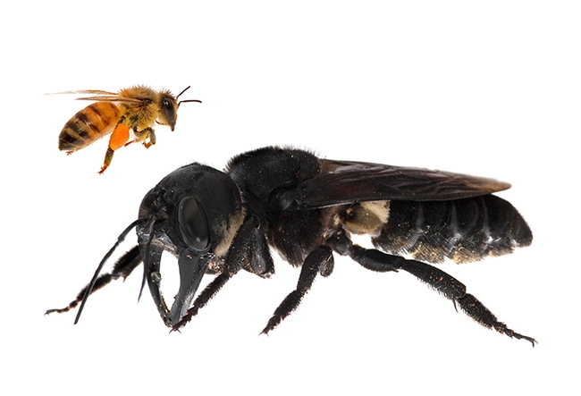 Wallace’s Giant Bee. Megachile pluto, the world’s largest bee,  is approximately four times larger than a European honey bee. This is a composite. (Copyright Clay Bolt, www.claybolt.com)