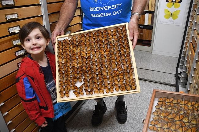 Cash Belden, 5, smiles at the camera as he stands next to a drawer full of monarch specimens. (Photo by Kathy Keatley Garvey)