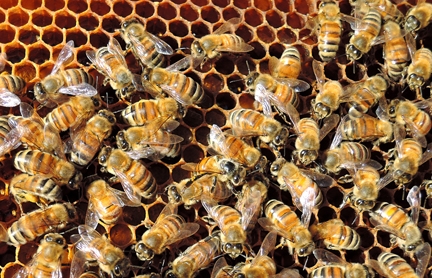 Like to learn how to keep bees? UC Davis is offering classes. (Photo by Kathy Keatley Garvey)