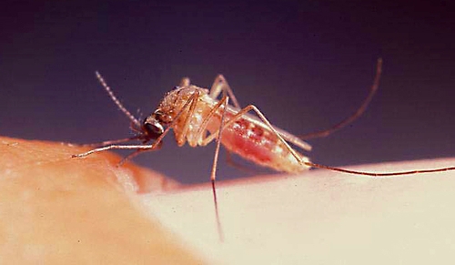 WEST NILE VIRUS--Infected Culex mosquitoes transmit the West Nile virus, which last year sickened 104 people in California, killing three. (Photo by Anthony Cornel)