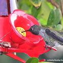 Hummingbirds eat insects and insects eat hummingbirds. Here a praying mantis lurks by a hummingbird feeder. It was quickly removed to another spot. (Photo by Kathy Keatley Garvey)