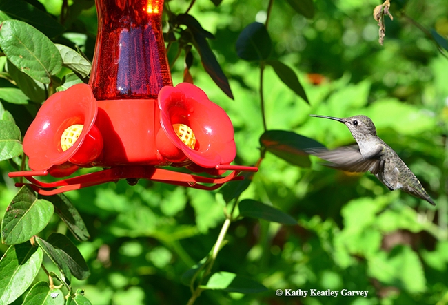 A hummingbird flies in for a quick burst of energy. It is best not to use red dye in a feeder; some companies make hummingbird feeders with red glass. (Photo by Kathy Keatley Garvey)