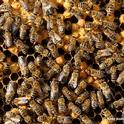 Honey bees at work. (Photo by Kathy Keatley Garvey)