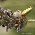A crab spider dining on a stink bug. (Photo by Kathy Keatley Garvey)