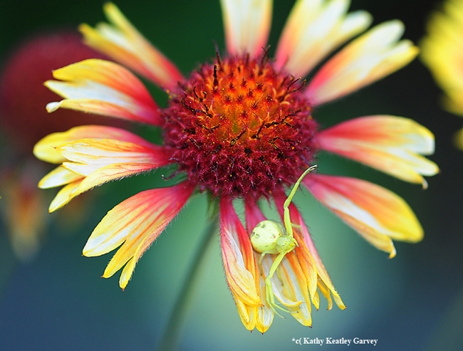 This crab spider, on a blanket flower or Gaillardia, is a camouflaged green. (Photo by Kathy Keatley Garvey)
