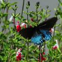A pipevine swallowtail, Battus philenor, is like a bolt of blue. Here it heads for salvia. (Photo by Kathy Keatley Garvey)