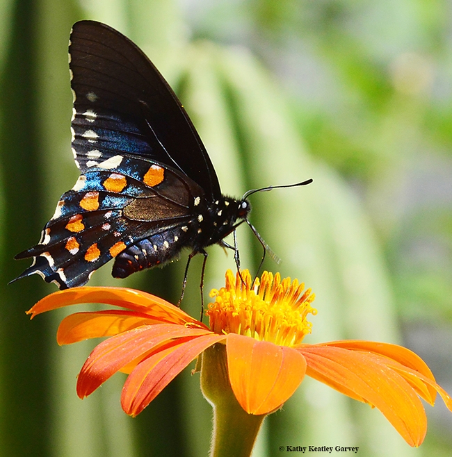 A pipevine swallowtail, Battus philenor, nectaring on a Mexican sunflower, Tithonia. (Photo by Kathy Keatley Garvey)