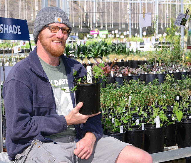 Nursery manager Taylor Lewis holds a California Dutchman's pipevine, one of the plants available at the UC Davis Arboretum and Public Garden's plant sale on Saturday, March 9. (Photo by Kathy Keatley Garvey)