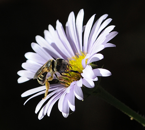FEMALE SWEAT BEE, Halictus ligatus, on a seaside daisy, Erigeron glaucus x Wayne Roderick, in the Storer Garden, UC Davis. (Photo by Kathy Keatley Garvey)