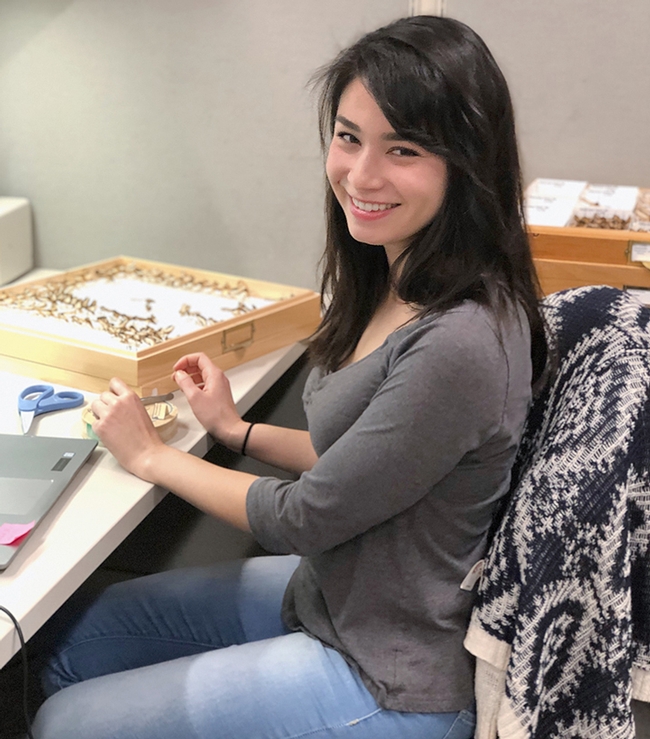 Ivana Trinh Satre at work in the Bohart Museum of Entomology. She enters moth data on the LepNet database. (Photo by Eliza Litsey)