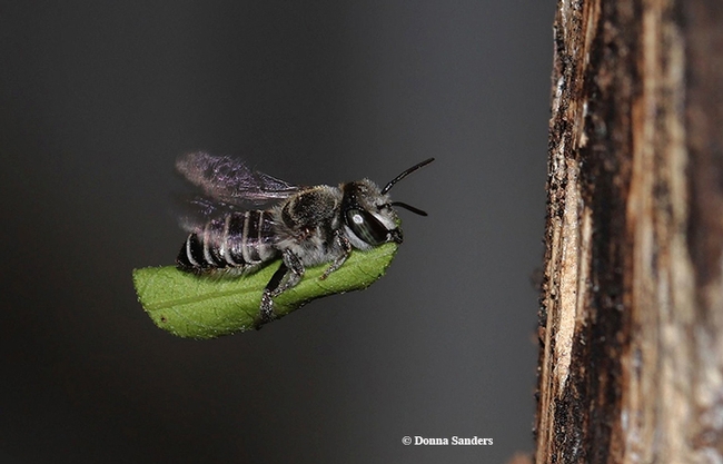An amazing image of a leafcutter bee carrying a leaf segment back to her nest. This image, used with permission, is by Donna Sanders of Emerald, Queensland, Australia.