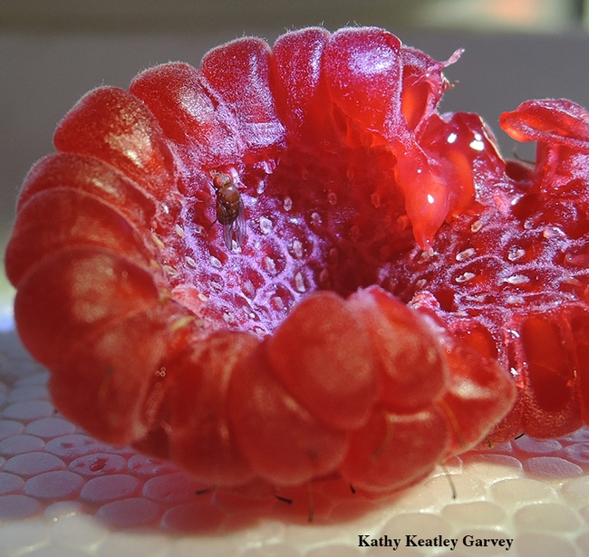 A fruit fly, spotted wing drosophila, on a raspberry. The UC Davis Department of Entomology and Nematology's first spring seminar is on fruit flies.  Alistair McGregor of Oxford Brookes University, England, will speak. (Photo by Kathy Keatley Garvey)
