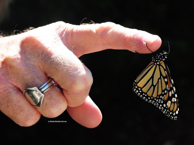 One of the monarchs reared in Vacaville, Calif. in 2016. It's ready to take flight. (Photo by Kathy Keatley Garvey)