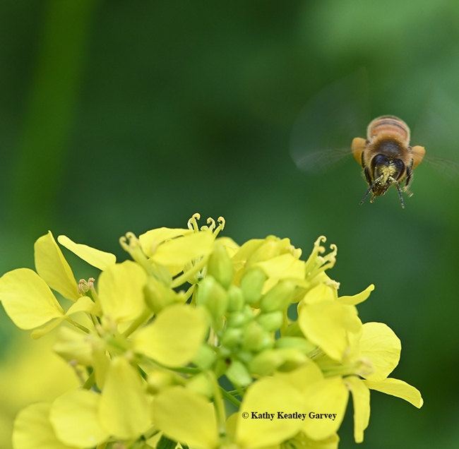 A pollen-laden honey bee heads for more pollen and nectar on mustard. (Photo by Kathy Keatley Garvey)