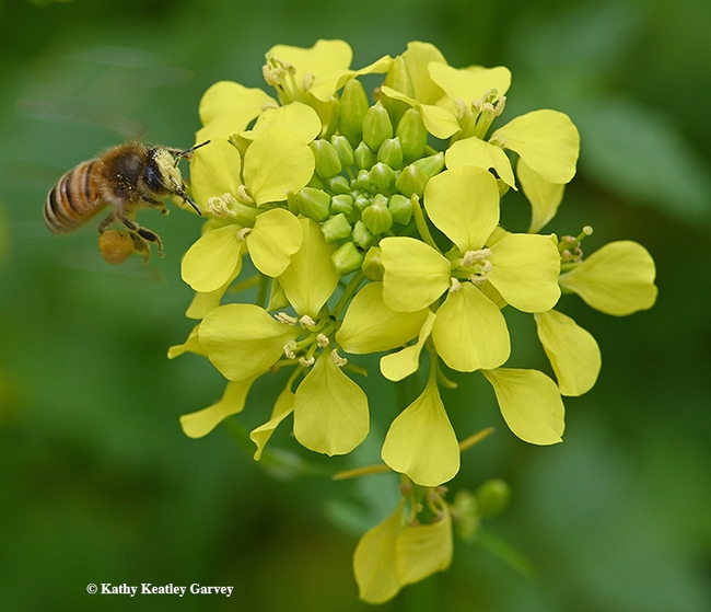 Pollen-packing honey bee is a sight to see amid the mustard blossoms. (Photo by Kathy Keatley Garvey)