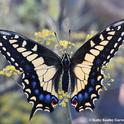 A newly emerged anise swallowtail, Papilio zelicaon, spreads its wings on anise, its host plant, in Vacaville, Calif. (Photo by Kathy Keatley Garvey)