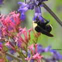 A yellow-faced bumble bee, Bombus  vosnesenskii, nectars on a spiked floral purple plant, Salvia indigo spires (Salvia farinacea x S. farinacea) at the Kate Frey Pollinator Garden at the Sonoma Cornerstone. (Photo by Kathy Keatley Garvey)