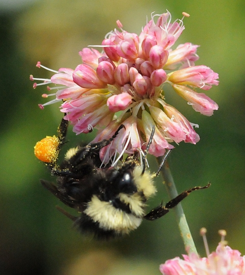 A bumblebee (Bombus vosnesenskii) visits a flower in the UC Davis Arboretum. (Photo by Kathy Keatley Garvey)