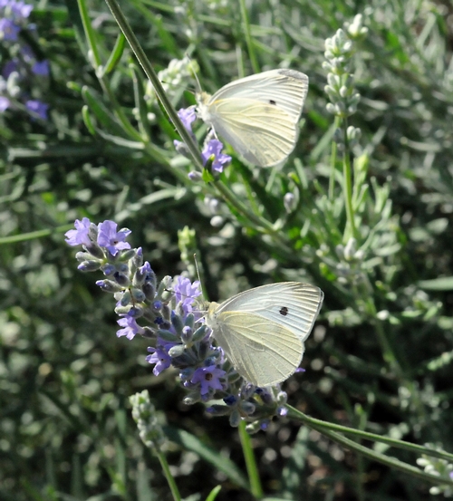 TWO CABBAGE WHITE butterflies foraging. (Photo by Kathy Keatley Garvey)