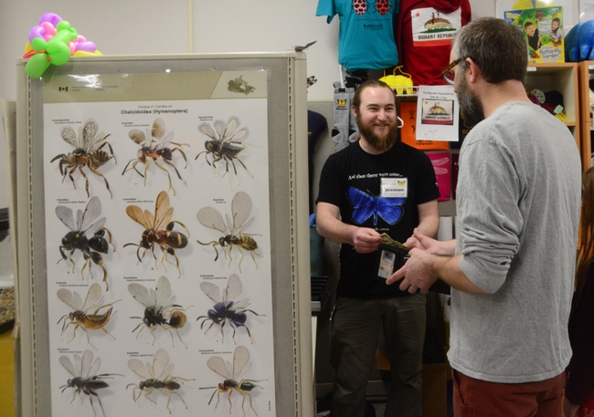 Brennan Dyer, a research associate at the Bohart Museum of Entomology, staffing the Bohart Museum's gift shop. (Photo by Kathy Keatley Garvey)