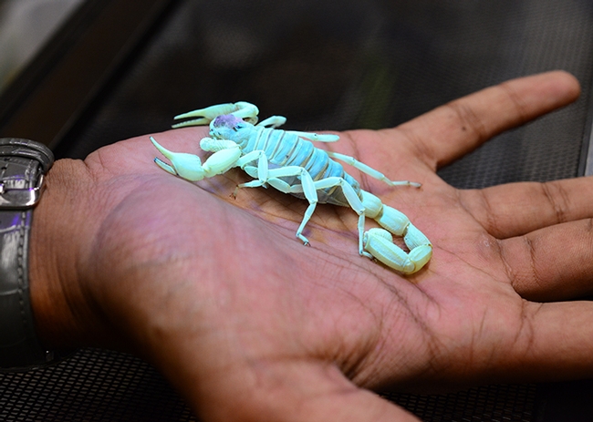 Wade Spencer's desert hairy scorpion named Barthlomew glows under UV light. (Photo by Kathy Keatley Garvey)