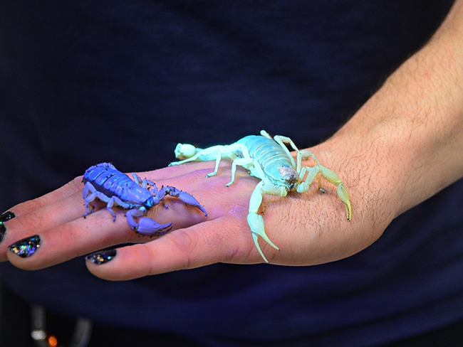 Wade Spencer holds his African burrowing scorpion (left) and desert hairy scorpion under UV light. (Photo by Kathy Keatley Garvey)