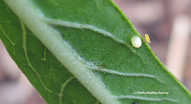 The monarch egg is tiny; compare the size of the egg with the aphid next to it. (Photo by Kathy Keatley Garvey)
