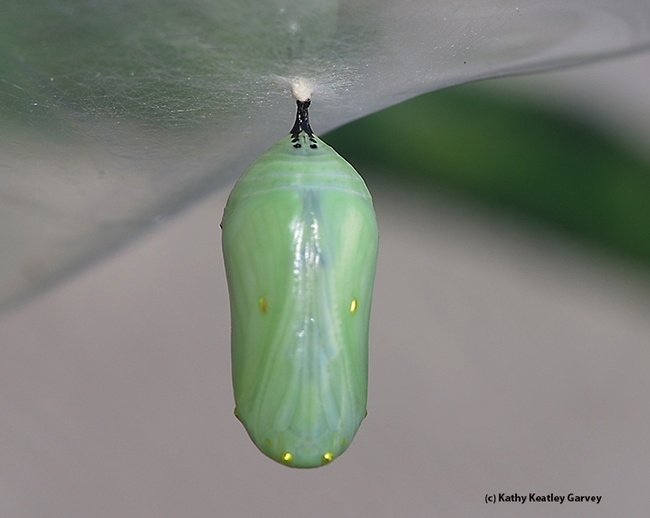 The chrysalis, jade green, is a sight to see. (Photo by Kathy Keatley Garvey)