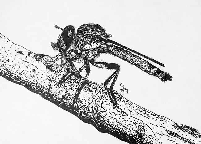 A robber fly, Ommatius amula, with prey. Today (April 30) is World Robber Day. (Drawing by Charlotte Herbert Alberts.)