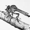 A robber fly, Ommatius amula, with prey. Today (April 30) is World Robber Day. (Drawing by Charlotte Herbert Alberts.)