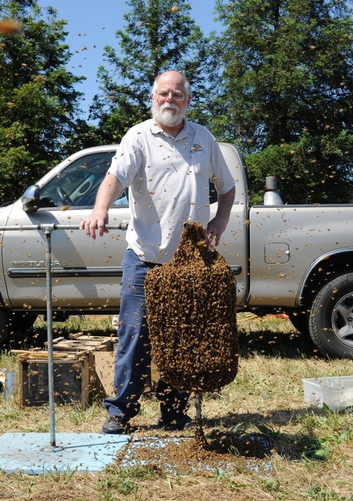 Kim Flottum, editor of Bee Culture, stands by a cluster of bees, ready for bee wrangling by his friend Norm Gary, emeritus professor of entomology. Gary is the author of 