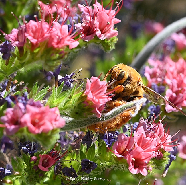 A male Valley carpenter bee, Xylocopa varipuncta, nectaring on a tower of jewels, Echium wildpretii, in Vacaville, Calif. (Photo by Kathy Keatley Garvey)