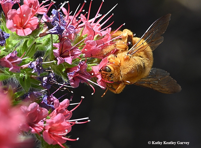 The male Valley carpenter bee didn't perceive the photographer as a threat. (Photo by Kathy Keatley Garvey)