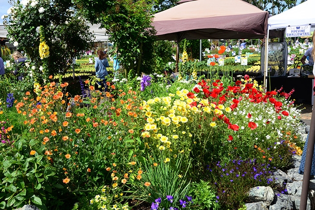 Colorful flowers greeted the attendees at the third annual Butterfly Summit at Annie's Annuals and Perennials. (Photo by Kathy Keatley Garvey)