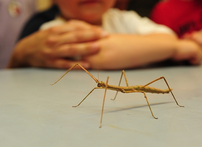 Walking sticks or stick insects will be at the Dixon May Fair on Saturday, May 11. (Photo by Kathy Keatley Garvey)