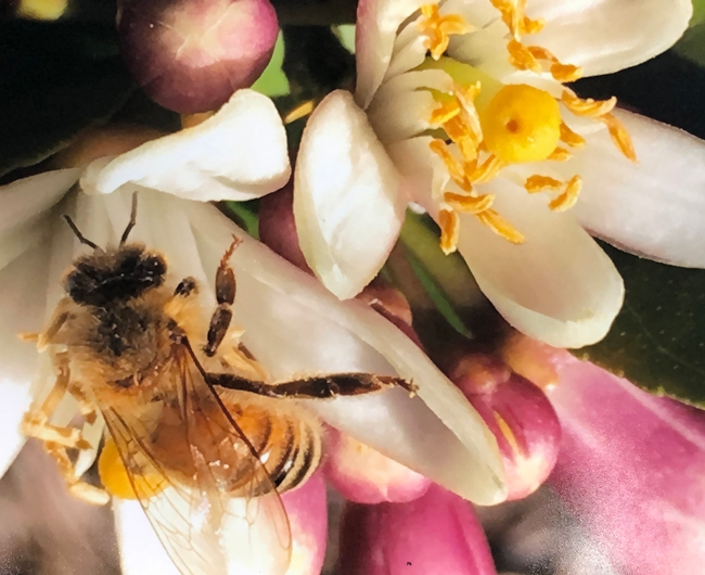 This photo by Markus Taliaferro of the Suisun Valley 4-H Club shows a honey bee sipping nectar.