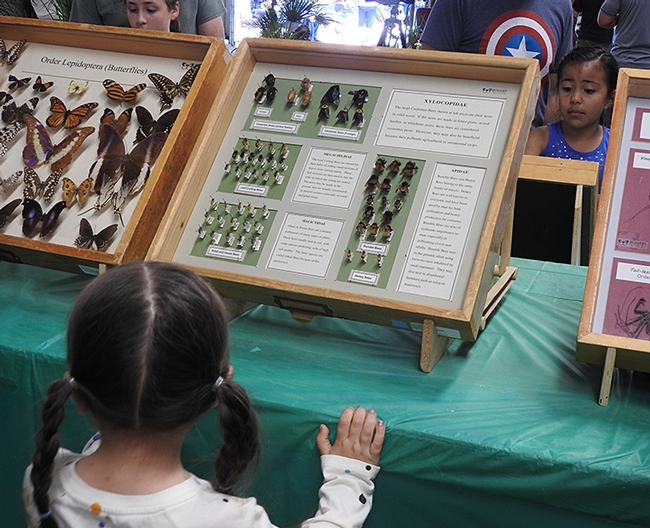 This fairgoer checked out the specimens of carpenter bees, honey bees, leafcutting bees and sweat bees from the Bohart Museum of Entomology at the Dixon May Fair. (Photo by Kathy Keatley Garvey)