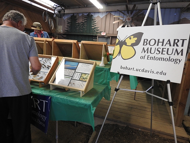The Floriculture Building at the Dixon May Fair was more than flowers--it included specimens of pollinators and other insects from the Bohart Museum of Entomology. (Photo by Kathy Keatley Garvey)