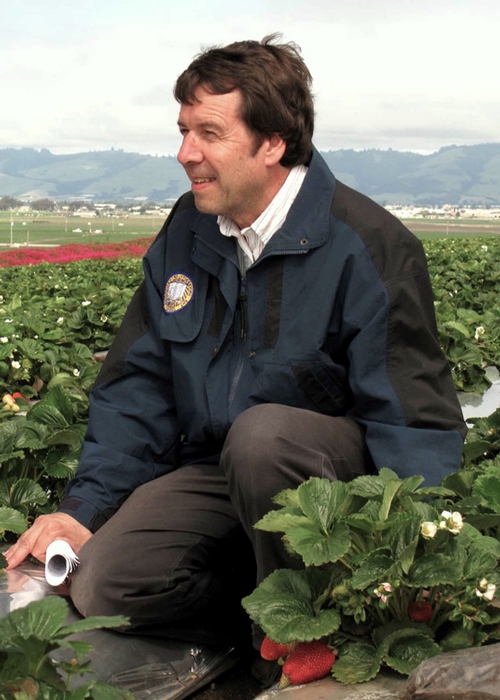 UC DAVIS entomologist Frank Zalom, shown in a strawberry field in Watsonville, will discuss his work on the light brown apple moth when the Northern California Entomology Society meets Feb. 3 in Sacramento.