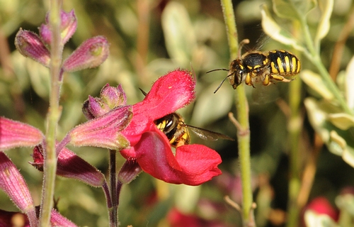 WOOL CARDER BEE heads for salvia, occupied by another wool carder bee. (Photo by Kathy Keatley Garvey)