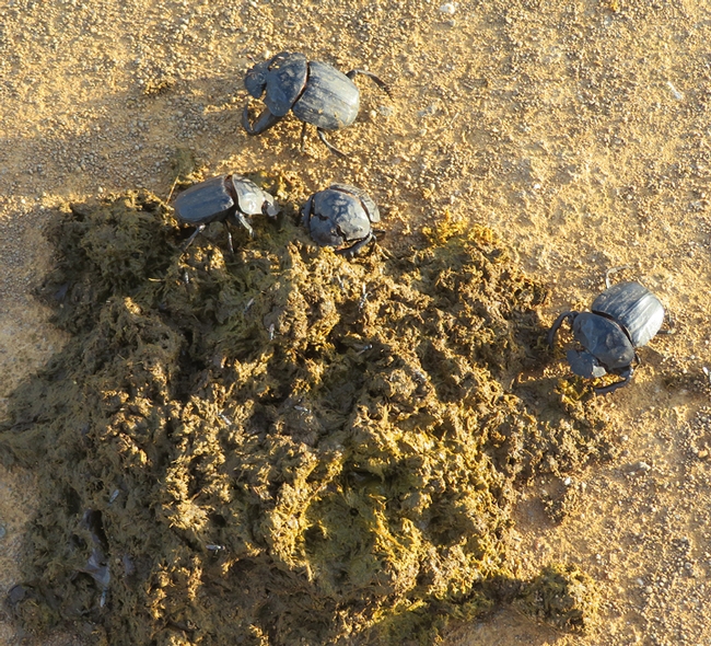 Dung beetles in St Lucia Wetlands National Park, South Africa. (Photo by James R. Carey)
