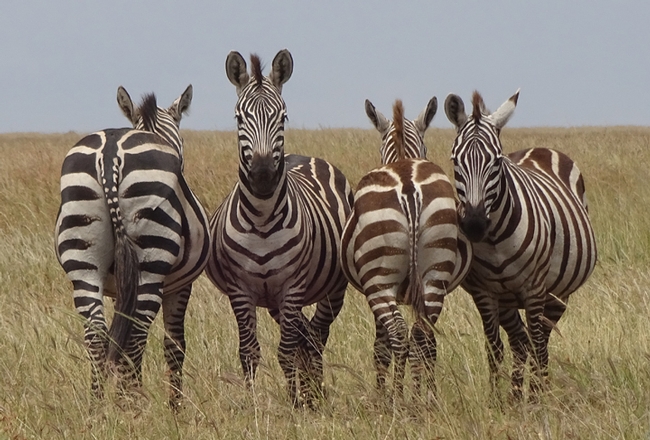 Zebras watching out for predators in the Serengeti National Park on overland safari. (Photo by Patty Carey)