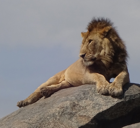 Male African lion sleeping on rock in Serengeti National Park, Tanzania. (Photo by Patty Carey)