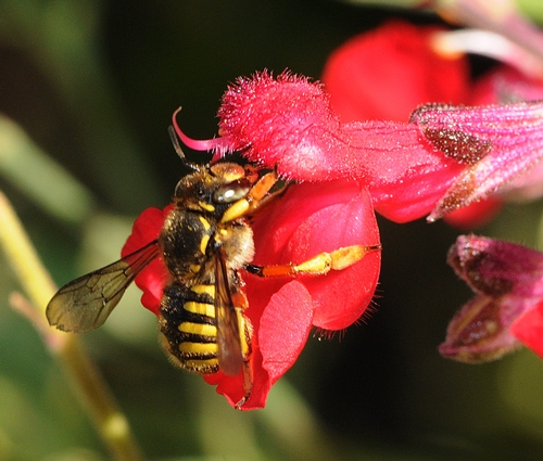 WOOL CARDER BEE nectaring salvia. (Photo by Kathy Keatley Garvey)